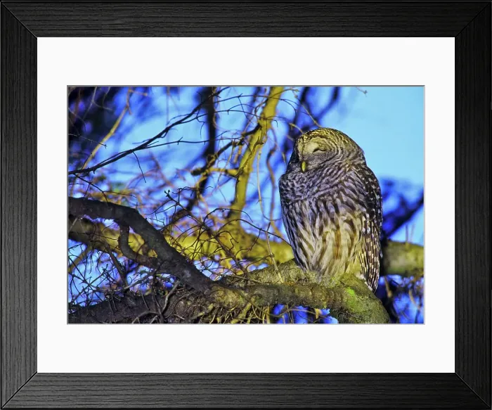 Framed Print : Canada, British Columbia, Vancouver island Framed Print : Canada, British Columbia, Vancouver island