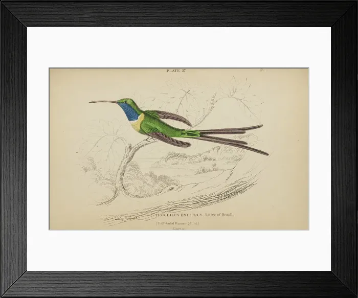 Framed Print : 1835 Antique Art Biology Bird Birds Classification Framed Print : 1835 Antique Art Biology Bird Birds Classification