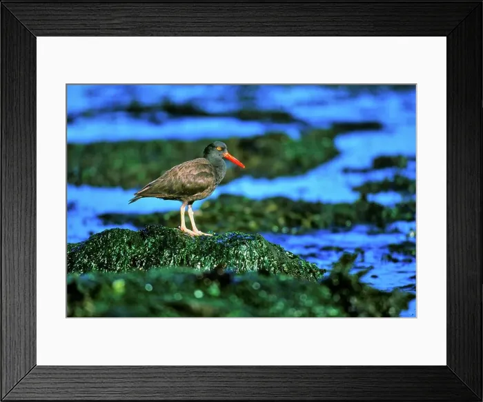 Framed Print : Canada, Vancouver island, Oystercatcher perching on stone covered with seaweed Framed Print : Canada, Vancouver island, Oystercatcher perching on stone covered with seaweed
