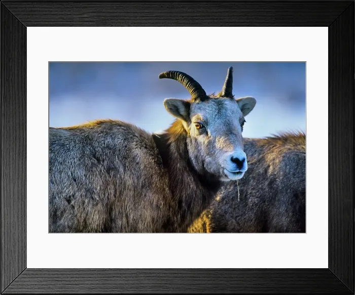 Framed Print : Canada, Alberta, Rocky Mountains Framed Print : Canada, Alberta, Rocky Mountains