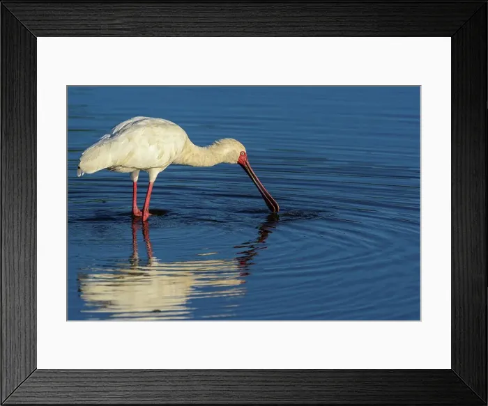 Framed Print : African Spoonbill (Platalea alba) feeding