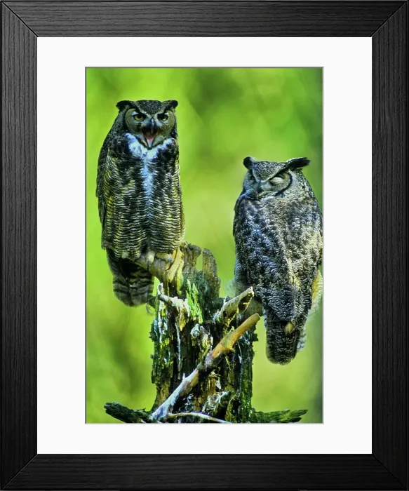 Framed Print : Canada, British Columbia, Vancouver island