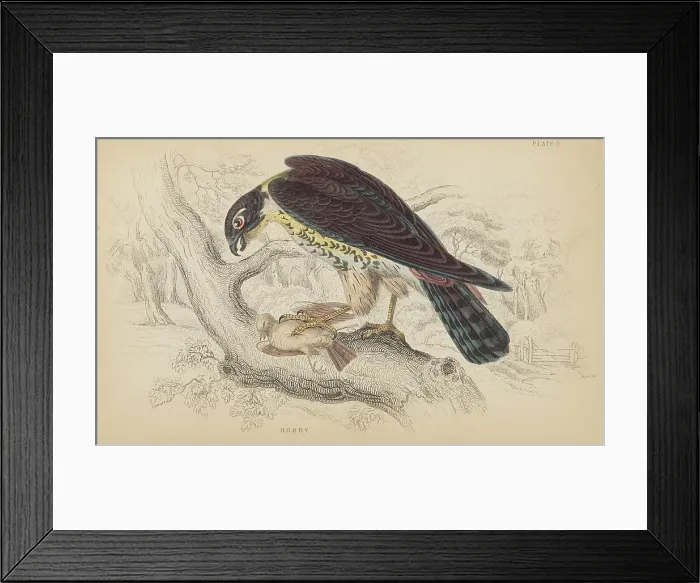 Framed Print : 1835 Antique Art Biology Bird Birds Classification Framed Print : 1835 Antique Art Biology Bird Birds Classification