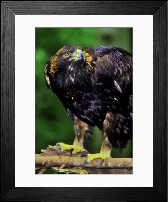 Framed Print : Canada, British Columbia, Vancouver island Framed Print : Canada, British Columbia, Vancouver island