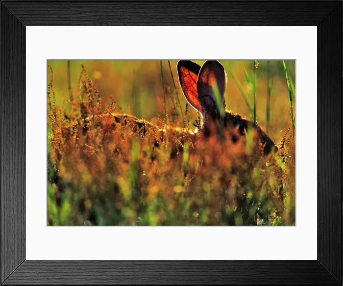 Framed Print : Canada, Vancouver island, Rabbit sitting in grass Framed Print : Canada, Vancouver island, Rabbit sitting in grass