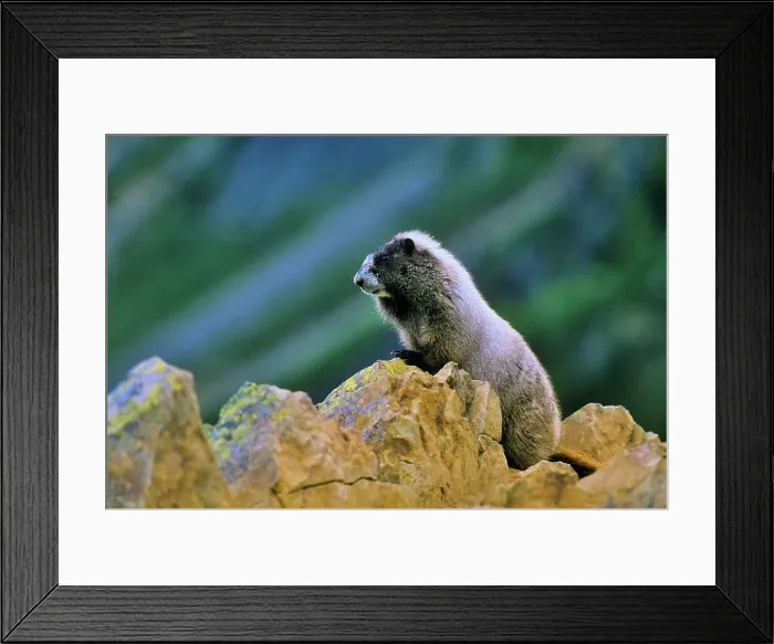 Framed Print : Canada, Alberta, Banff National Park Framed Print : Canada, Alberta, Banff National Park
