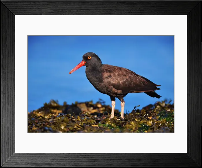 Framed Print : Canada, Vancouver island, Oystercatcher bird hunting