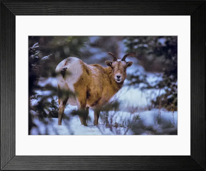 Framed Print : Canada, Alberta, Rocky Mountains Framed Print : Canada, Alberta, Rocky Mountains