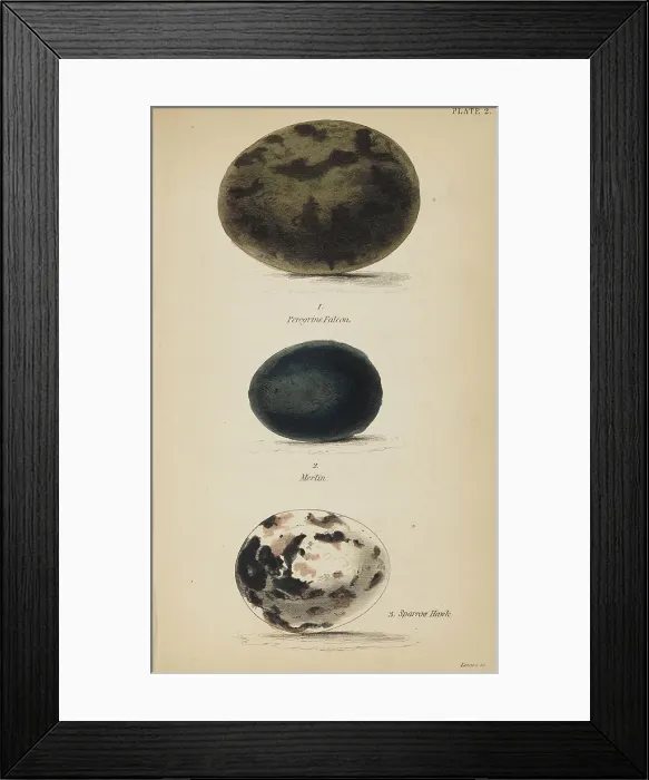 Framed Print : 1835 Antique Art Biology Bird Birds Classification Framed Print : 1835 Antique Art Biology Bird Birds Classification