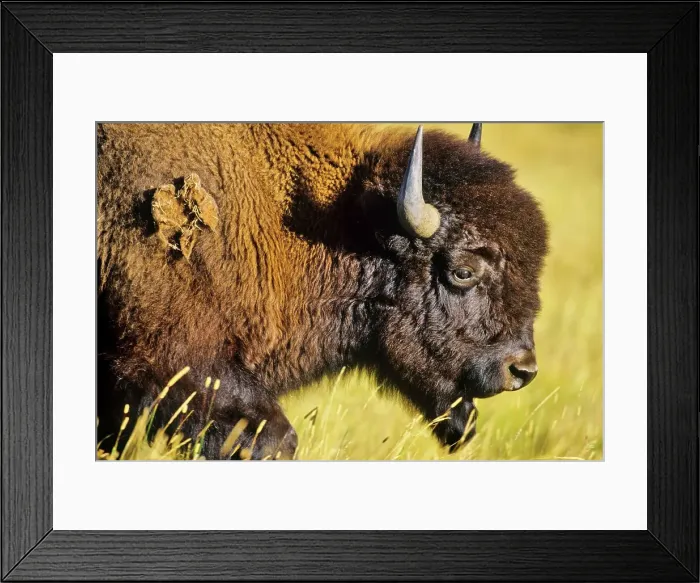 Framed Print : Canada, Alberta, Waterton National Park Framed Print : Canada, Alberta, Waterton National Park