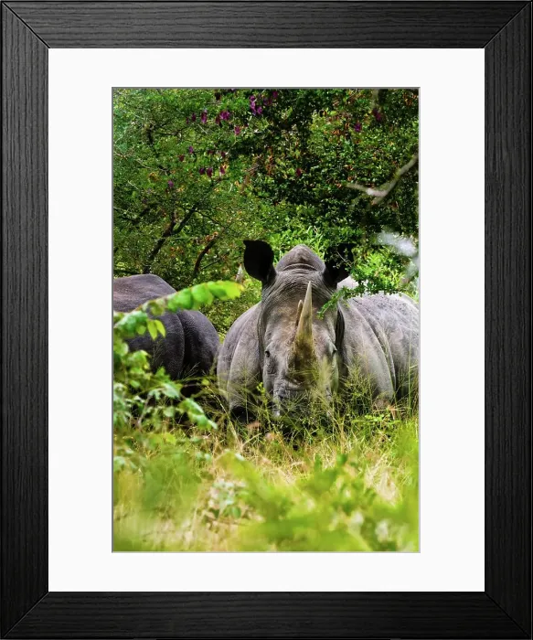 Framed Print : White rhinoceros (rhino) or square-lipped rhinoceros (Ceratotherium simum)Timbavati Game Reserve