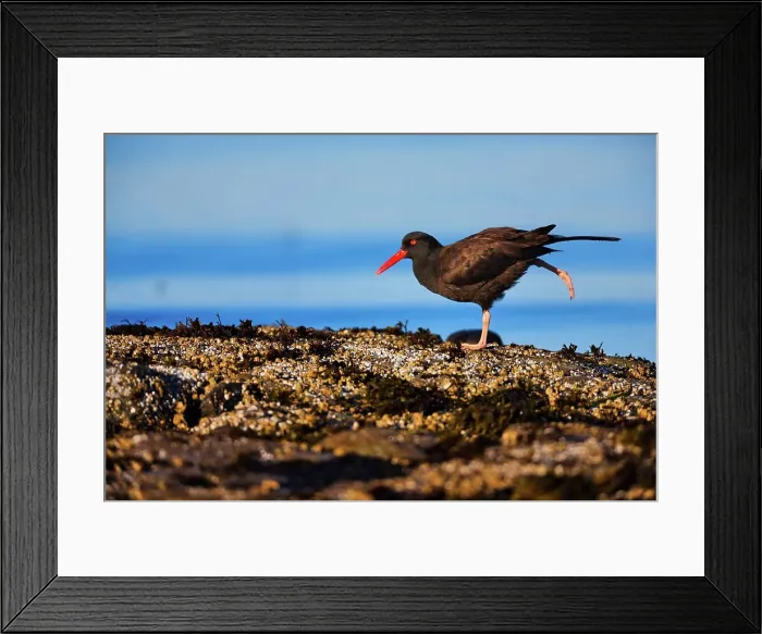 Framed Print : Canada, Vancouver island, Oystercatcher perching on stone