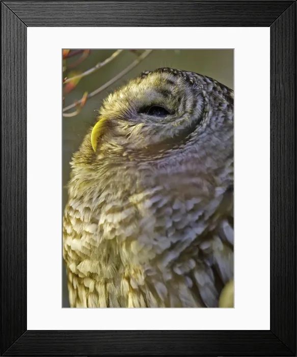Framed Print : Canada, British Columbia, Vancouver island Framed Print : Canada, British Columbia, Vancouver island