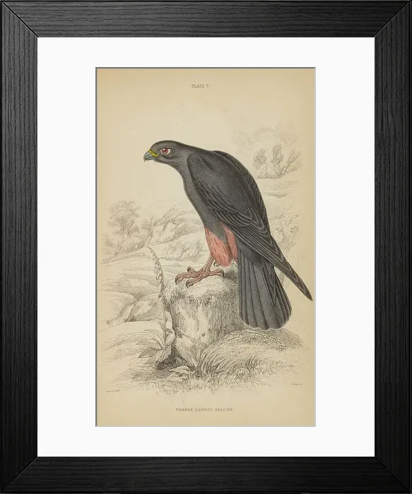 Framed Print : 1835 Antique Art Biology Bird Birds Classification Framed Print : 1835 Antique Art Biology Bird Birds Classification