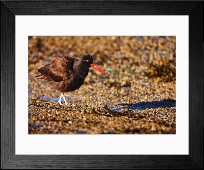 Framed Print : Canada, Vancouver island, Oystercatcher bird Framed Print : Canada, Vancouver island, Oystercatcher bird