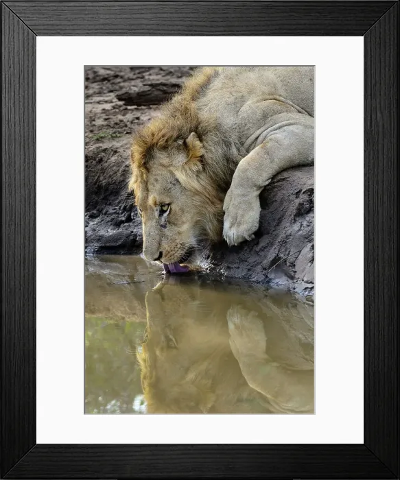 Framed Print : Lion (Panthera leo) drinking. MalaMala (Mala Mala) Game Reserve Framed Print : Lion (Panthera leo) drinking. MalaMala (Mala Mala) Game Reserve