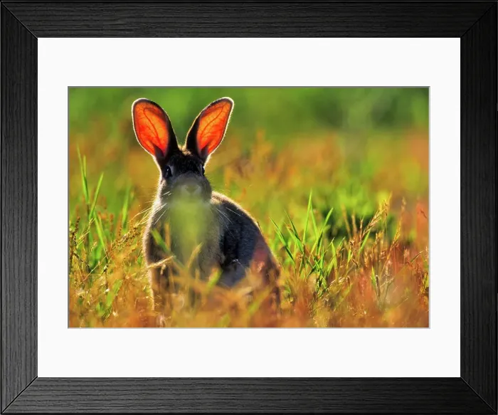 Framed Print : Canada, Vancouver island, Rabbit sitting in grass