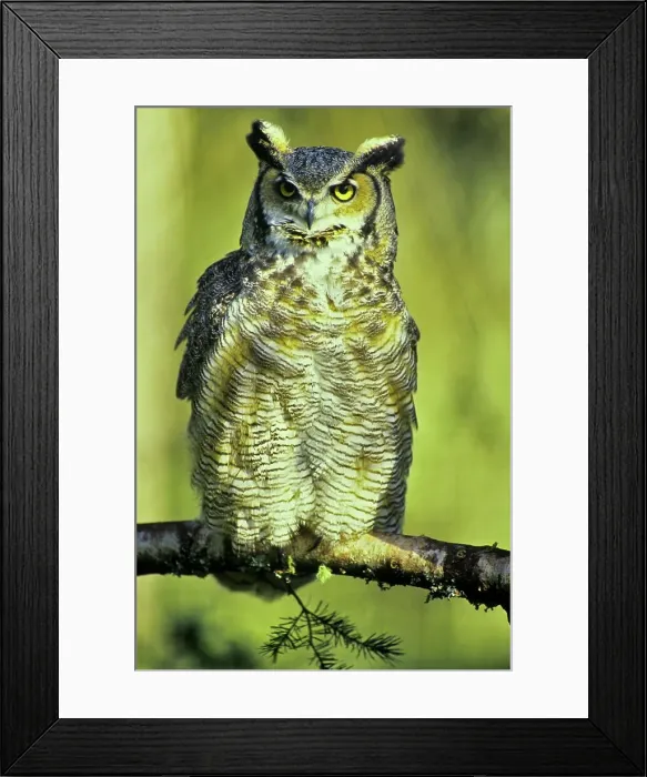 Framed Print : Canada, British Columbia, Vancouver island Framed Print : Canada, British Columbia, Vancouver island