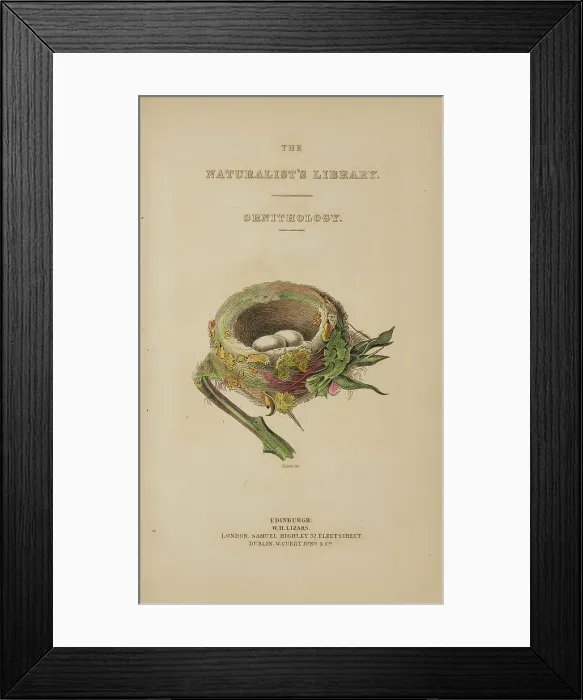 Framed Print : 1835 Antique Art Biology Bird Birds Classification Framed Print : 1835 Antique Art Biology Bird Birds Classification