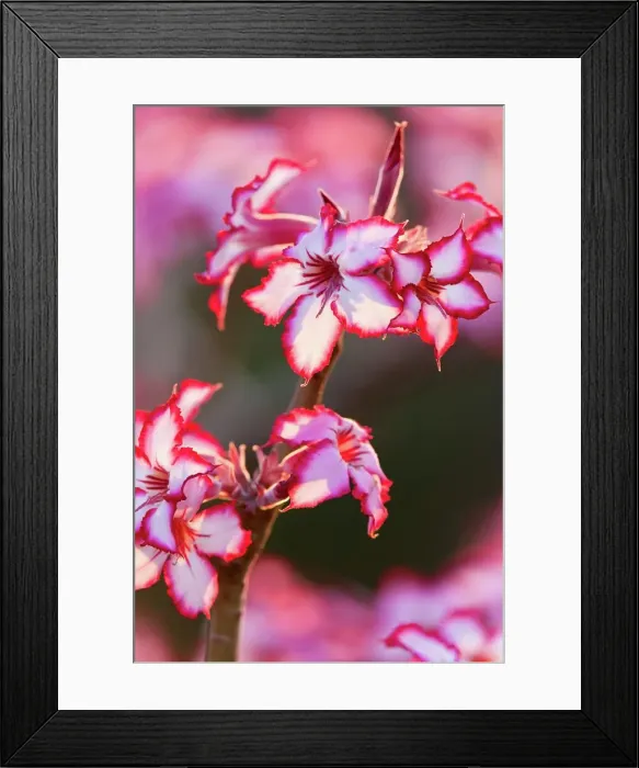 Framed Print : Impala Lily (Adenium multilorum) at Shingwedzi Camp