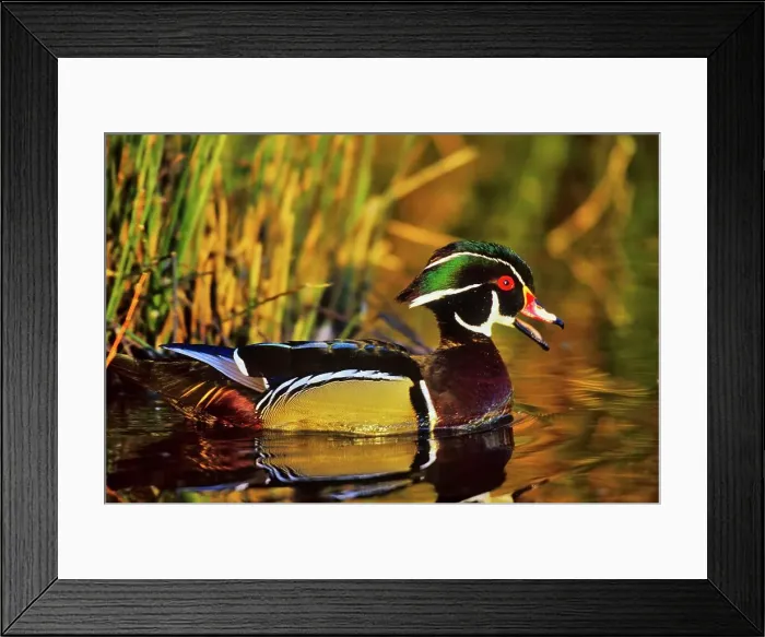 Framed Print : Canada, British Columbia, Vancouver island Framed Print : Canada, British Columbia, Vancouver island