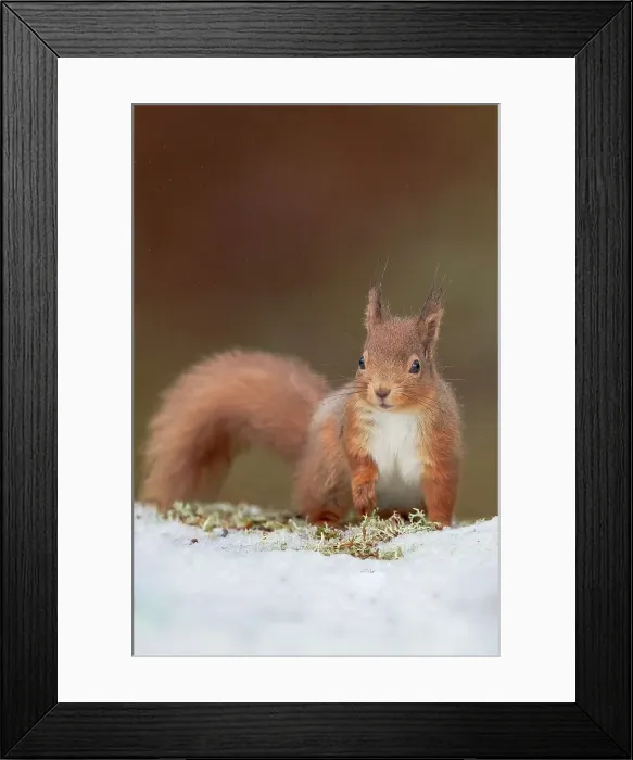 Framed Print : UK, Scotland, Cairngorms, Red Squirrel (Sciurus vulgaris) feeding in snow