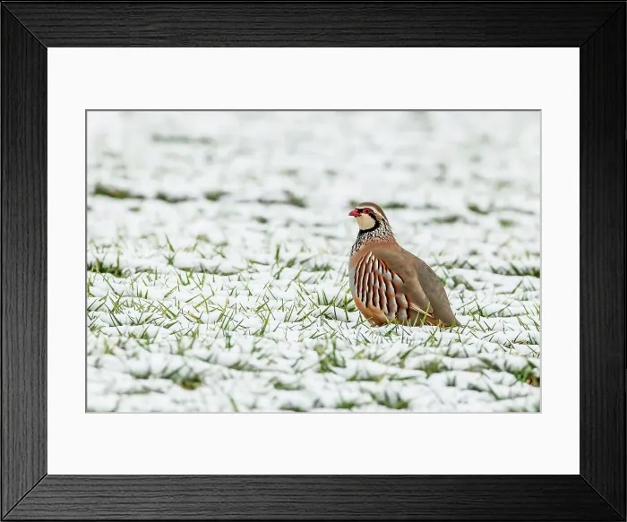 Framed Print : UK, England, Norfolk, Red- Legged Partridge (Alectoris rufa) sitting in snowy field