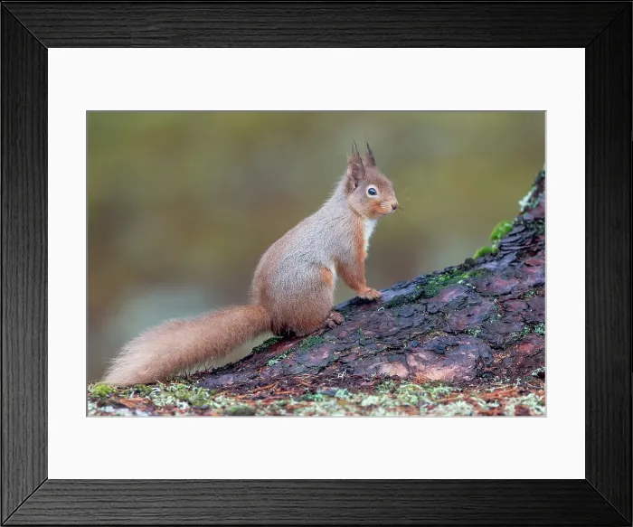 Framed Print : UK, Scotland, Cairngorms, Red Squirrel (Sciurus vulgaris) on tree stump Framed Print : UK, Scotland, Cairngorms, Red Squirrel (Sciurus vulgaris) on tree stump