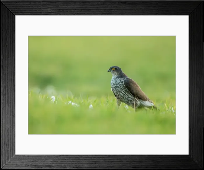Framed Print : Sparrowhawk Eurasian (Accipiter nisus) female Framed Print : Sparrowhawk Eurasian (Accipiter nisus) female