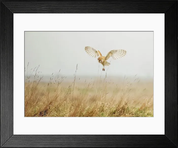 Framed Print : UK, England, Norfolk, Barn Owl (Tyto alba) in flight