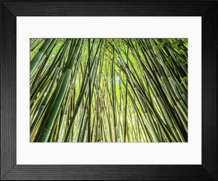 Framed Print : Bamboo. Looking upwards at mature giant bamboo canes crossing over at the top Framed Print : Bamboo. Looking upwards at mature giant bamboo canes crossing over at the top