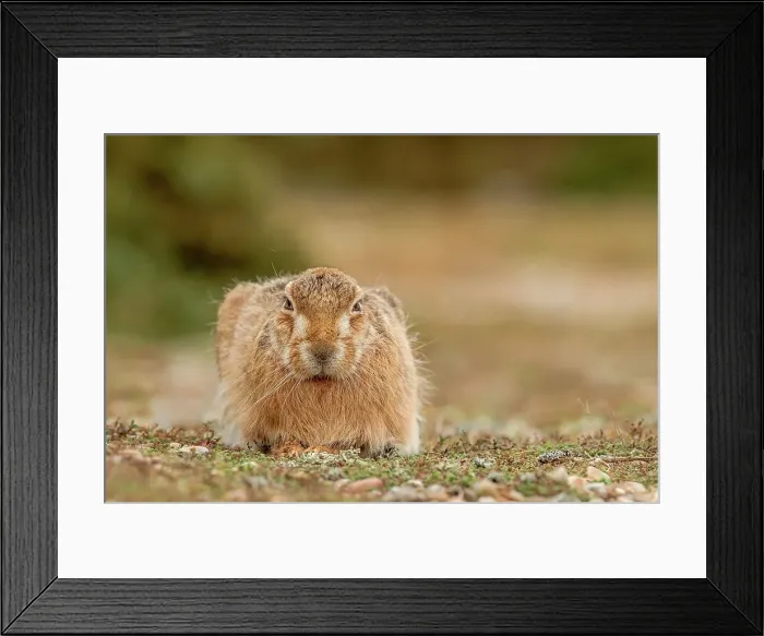 Framed Print : UK, England, Suffolk, Brown European Hare (Lepus europaeus) relaxed and sitting Framed Print : UK, England, Suffolk, Brown European Hare (Lepus europaeus) relaxed and sitting