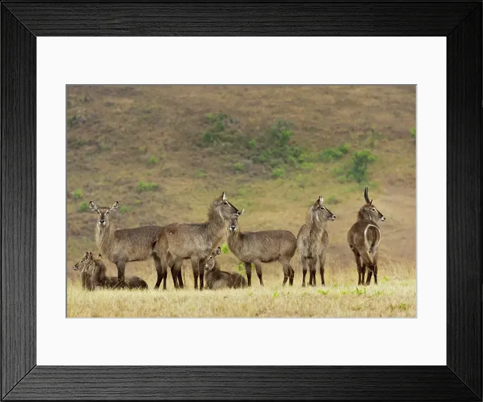 Framed Print : Waterbuck (Kobus ellipsiprymnus) herd