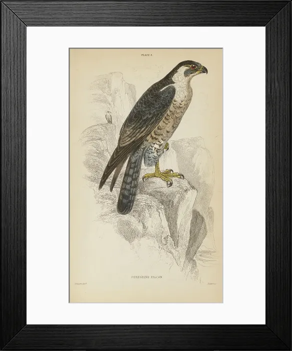 Framed Print : 1835 Antique Art Biology Bird Birds Classification Framed Print : 1835 Antique Art Biology Bird Birds Classification