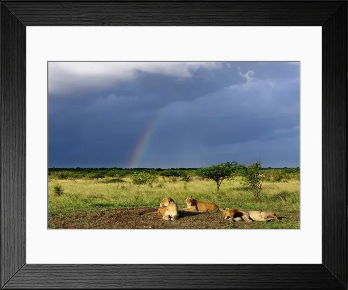 Framed Print : Lion (Panthera leo) pride sleeping during an oncoming storm with rainbow Framed Print : Lion (Panthera leo) pride sleeping during an oncoming storm with rainbow