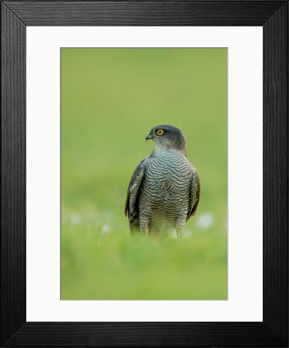 Framed Print : Sparrowhawk Eurasian (Accipiter nisus) female