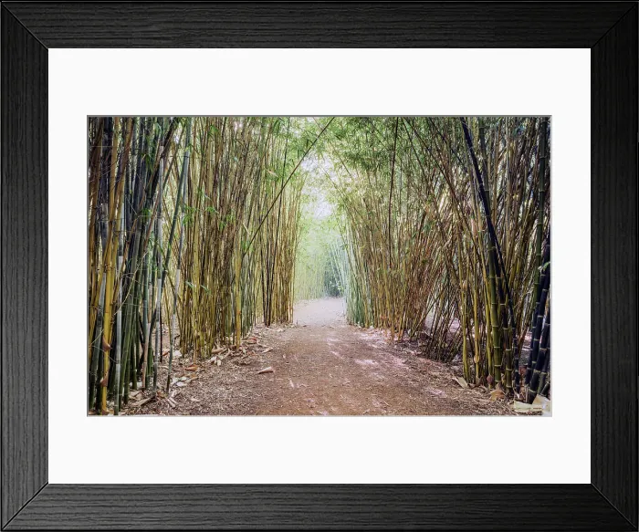 Framed Print : Bamboo. Path leading through bamboo tunnel Framed Print : Bamboo. Path leading through bamboo tunnel