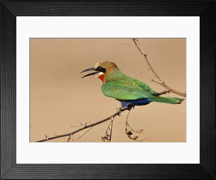 Framed Print : White-fronted Bee-eater (Merops bullockoides) Framed Print : White-fronted Bee-eater (Merops bullockoides)