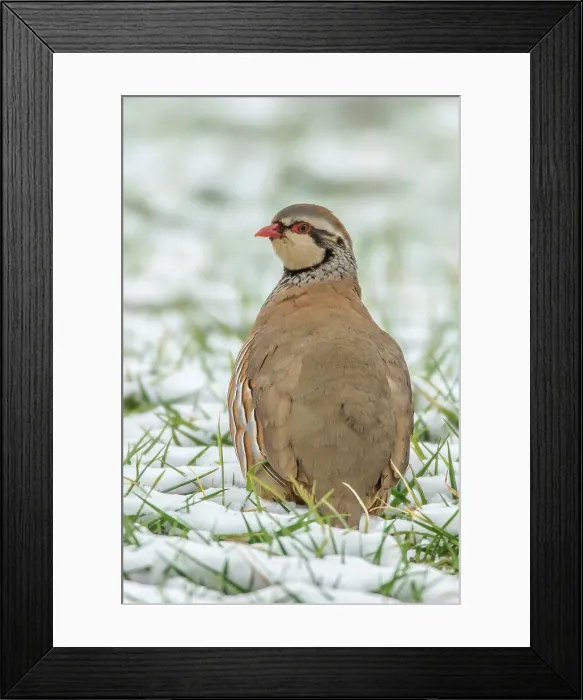 Framed Print : UK, England, Norfolk, Red- Legged Partridge (Alectoris rufa) sitting in snowy field Framed Print : UK, England, Norfolk, Red- Legged Partridge (Alectoris rufa) sitting in snowy field