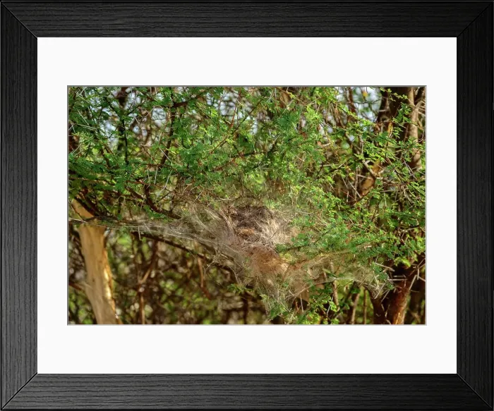 Framed Print : African Social Spider (Stegodyphus dumicola) communal web