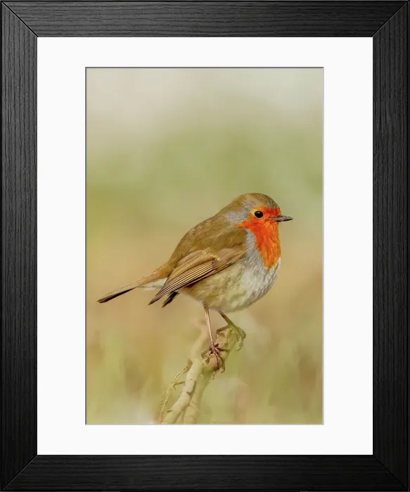 Framed Print : UK, England, Norfolk, Robin (European Eritharcus rubercula) in isolation on perch Framed Print : UK, England, Norfolk, Robin (European Eritharcus rubercula) in isolation on perch