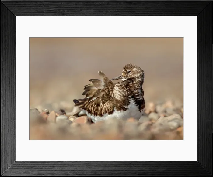 Framed Print : United Kingdom, Norfolk, Turnstone (Arenaria interpres) preening on pebble beach Framed Print : United Kingdom, Norfolk, Turnstone (Arenaria interpres) preening on pebble beach