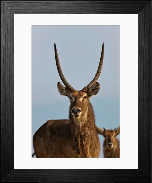 Framed Print : Waterbuck (Kobus ellipsiprymnus) herd Framed Print : Waterbuck (Kobus ellipsiprymnus) herd