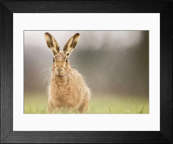 Framed Print : United Kingdom, Norfolk, Brown European Hare (Lepus europaeus) Framed Print : United Kingdom, Norfolk, Brown European Hare (Lepus europaeus)