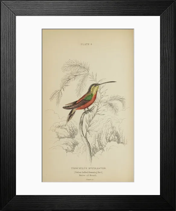 Framed Print : 1835 Antique Art Biology Bird Birds Classification Framed Print : 1835 Antique Art Biology Bird Birds Classification
