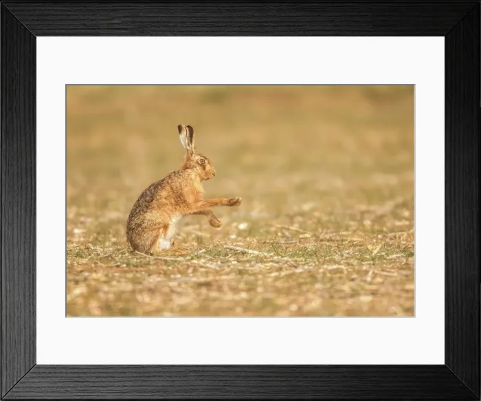Framed Print : United Kingdom, Norfolk, Brown European Hare (Lepus europaeus) Air boxing Framed Print : United Kingdom, Norfolk, Brown European Hare (Lepus europaeus) Air boxing