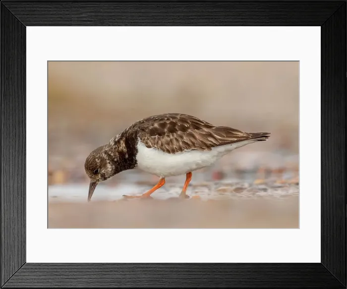 Framed Print : United Kingdom, Norfolk, Turnstone (Arenaria interpres) drinking from puddle Framed Print : United Kingdom, Norfolk, Turnstone (Arenaria interpres) drinking from puddle