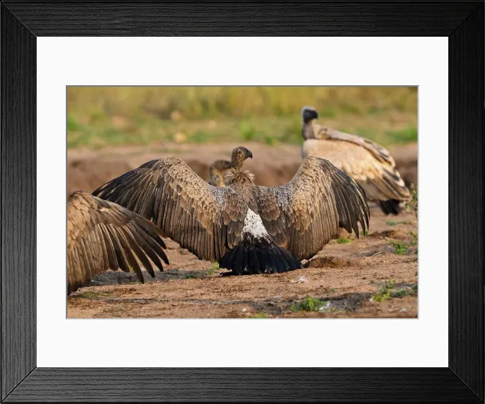 Framed Print : Timbavati Game Reserve. Limpopo Province Framed Print : Timbavati Game Reserve. Limpopo Province