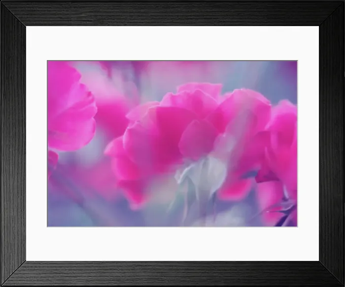 Framed Print : Blurred roses Framed Print : Blurred roses