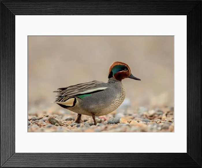 Framed Print : United Kingdom, Norfolk, (Common) Teal male (Anas crecca) walking on pebble beach Framed Print : United Kingdom, Norfolk, (Common) Teal male (Anas crecca) walking on pebble beach